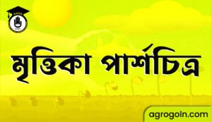 মৃত্তিকা পার্শচিত্র