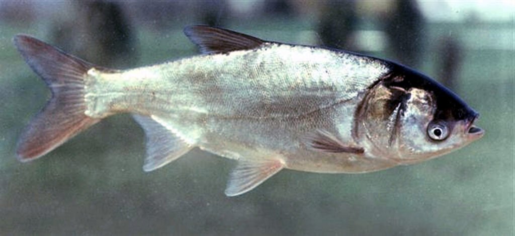 সিলভার কার্প