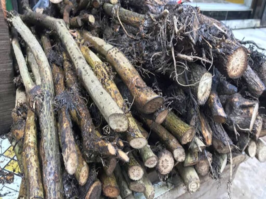 চুই ঝাল চাষ পদ্ধতি