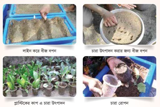 ছাদ বাগানের জন্য চারা উৎপাদন