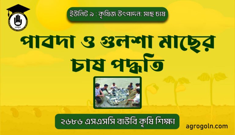 পাবদা ও গুলশা মাছের চাষ পদ্ধতি