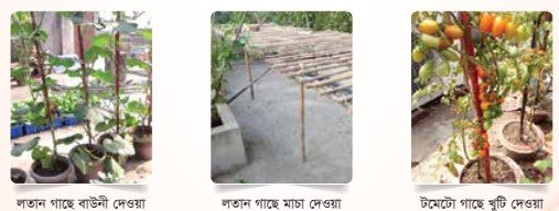 বাউনি-জাংলা-মাচা দেওয়া