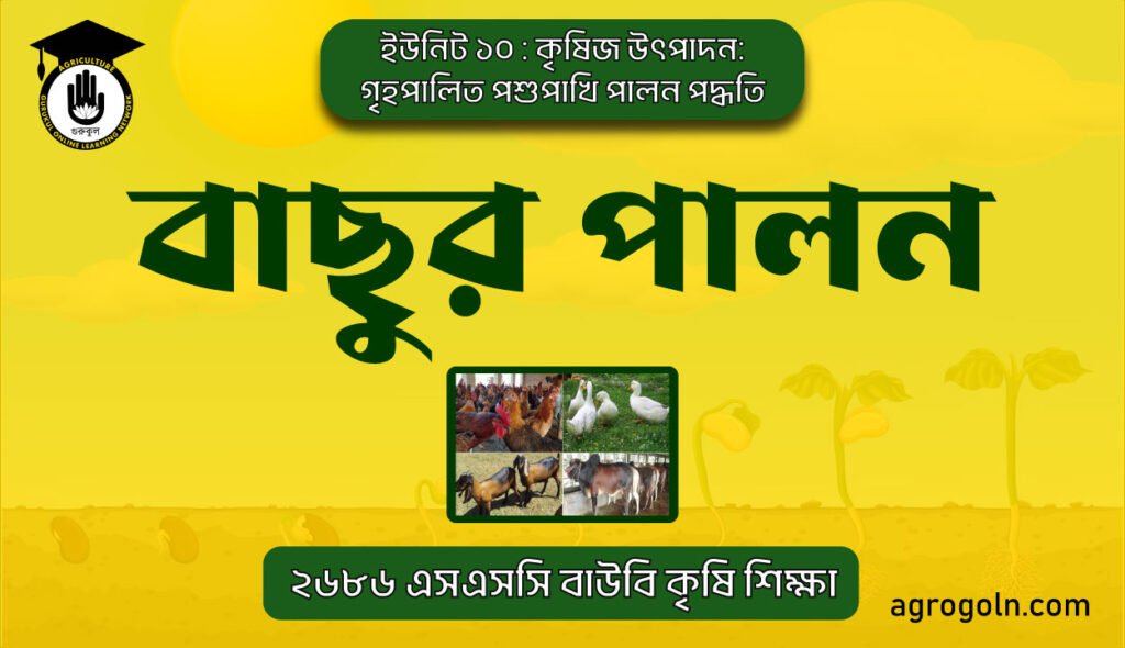 বাছুর পালন