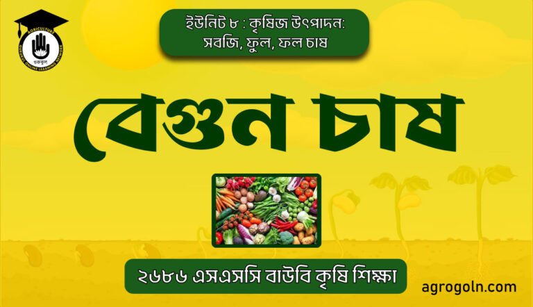 বেগুন চাষ