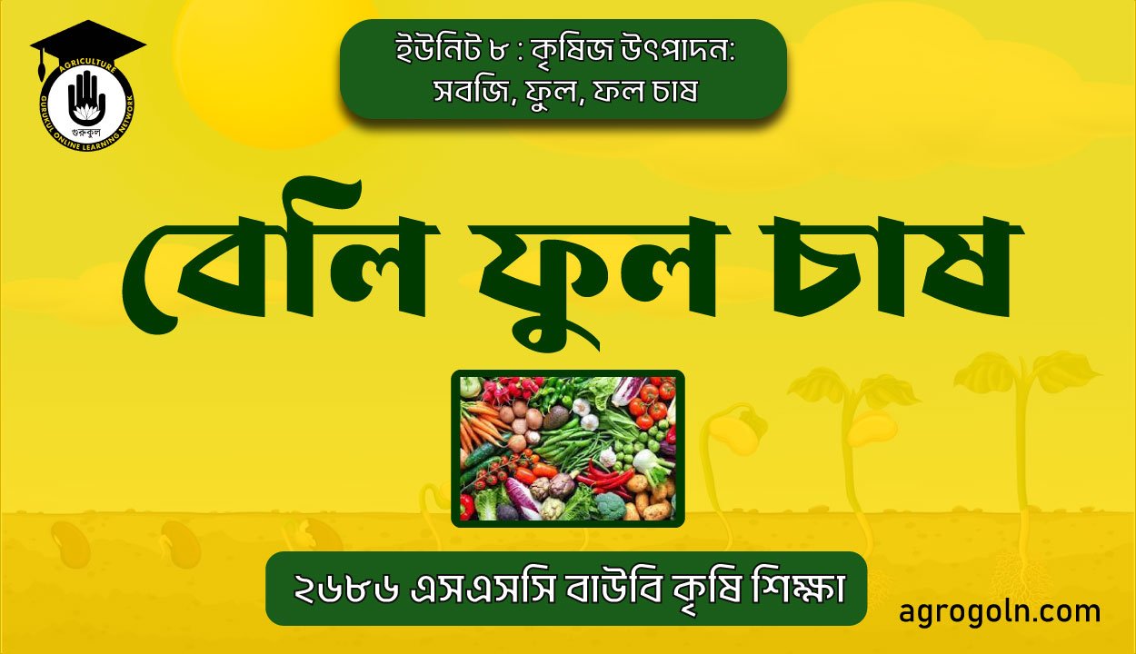 বেলি ফুল চাষ 1 বেলি ফুল চাষ