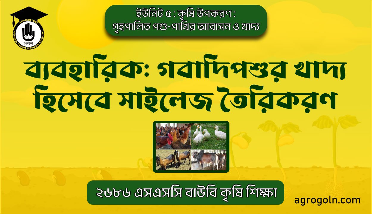 ব্যবহারিক: গবাদিপশুর খাদ্য হিসেবে সাইলেজ তৈরিকরণ