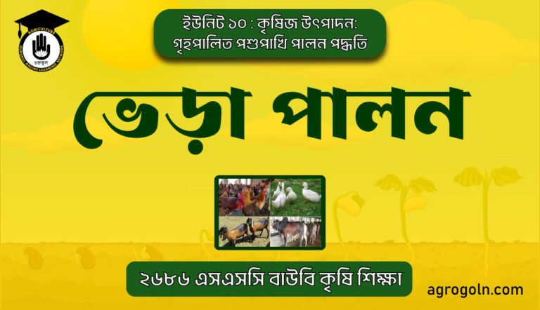 ভেড়া পালন