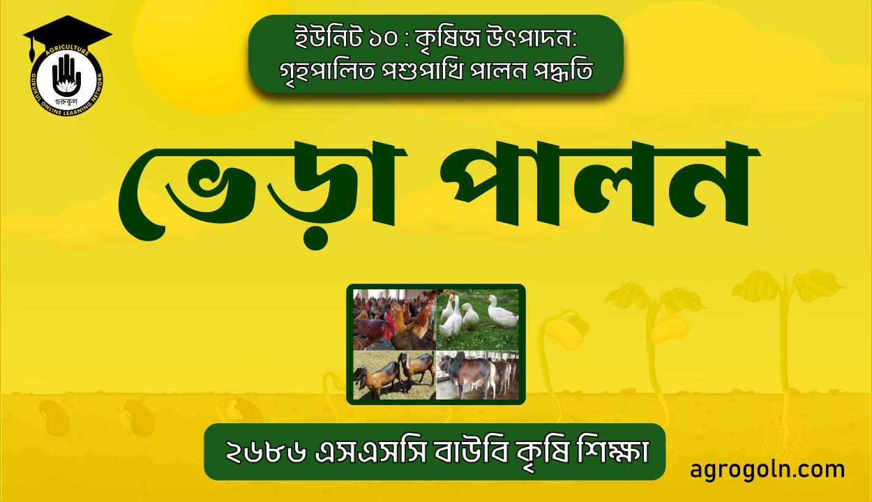 ভেড়া পালন