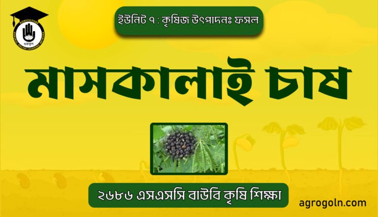 মাসকালাই চাষ
