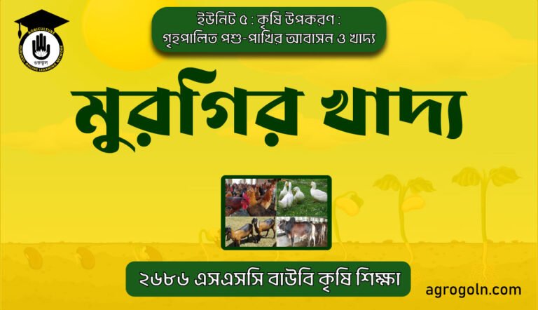 মুরগির খাদ্য