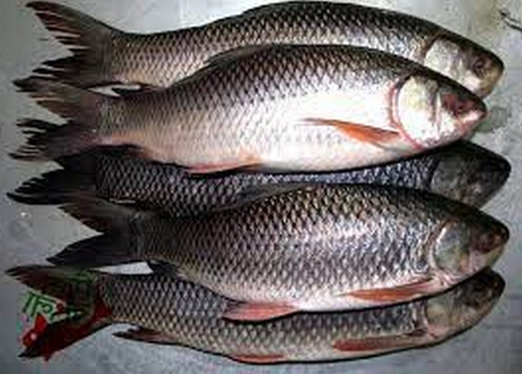 বড় আকারের রুই জাতীয় মাছ উৎপাদন কৌশল