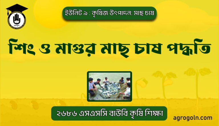 শিং ও মাগুর মাছ চাষ পদ্ধতি