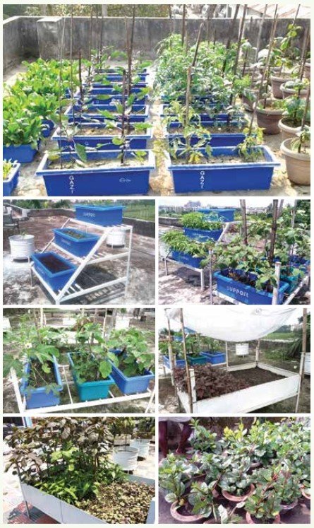 সবজির ছাদ বাগান