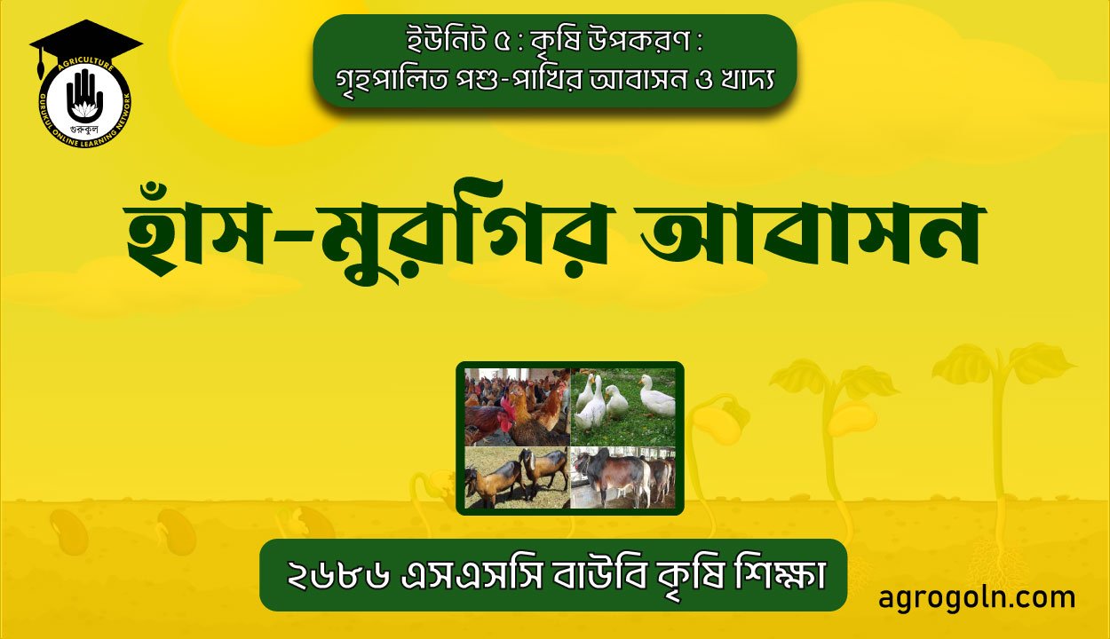 হাঁস-মুরগির আবাসন 1 হাঁস-মুরগির আবাসন