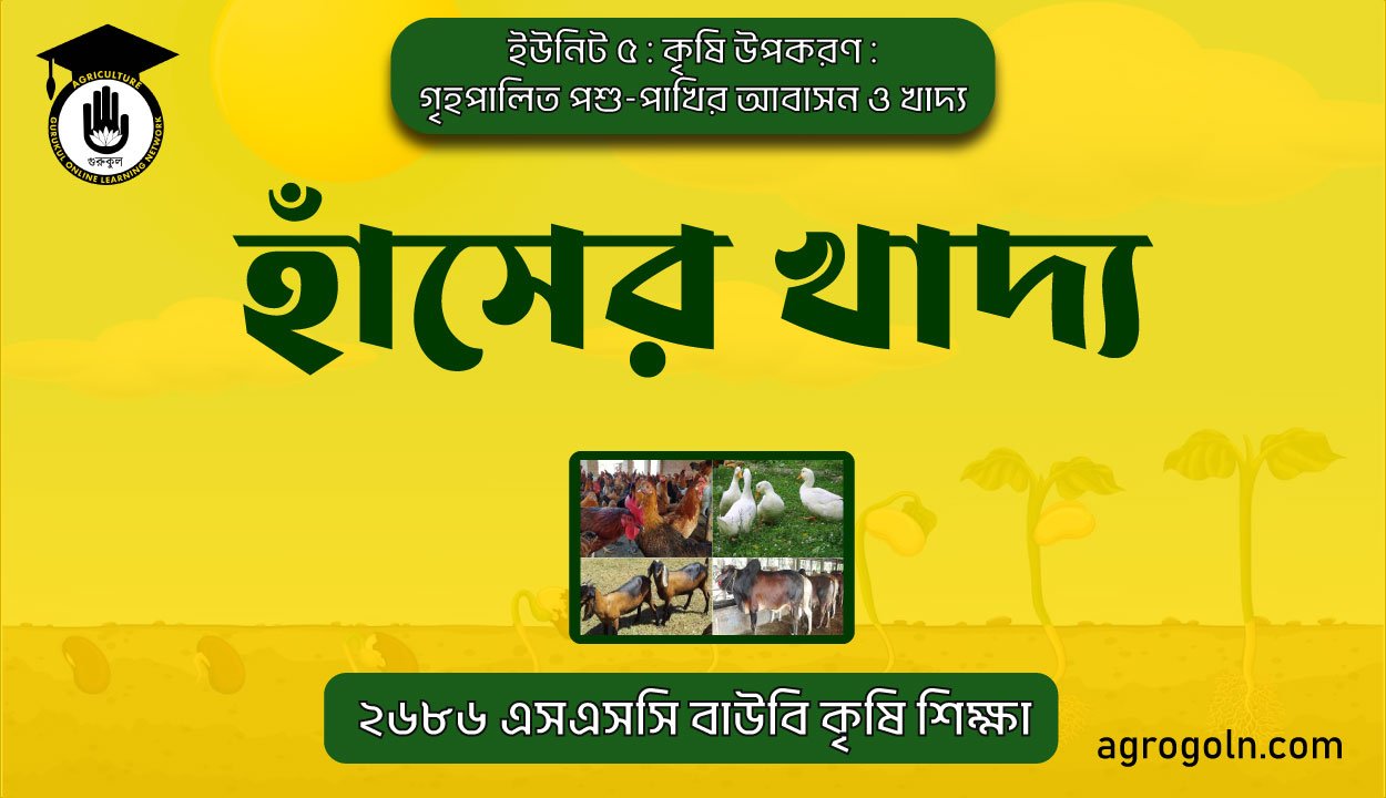 হাঁসের খাদ্য