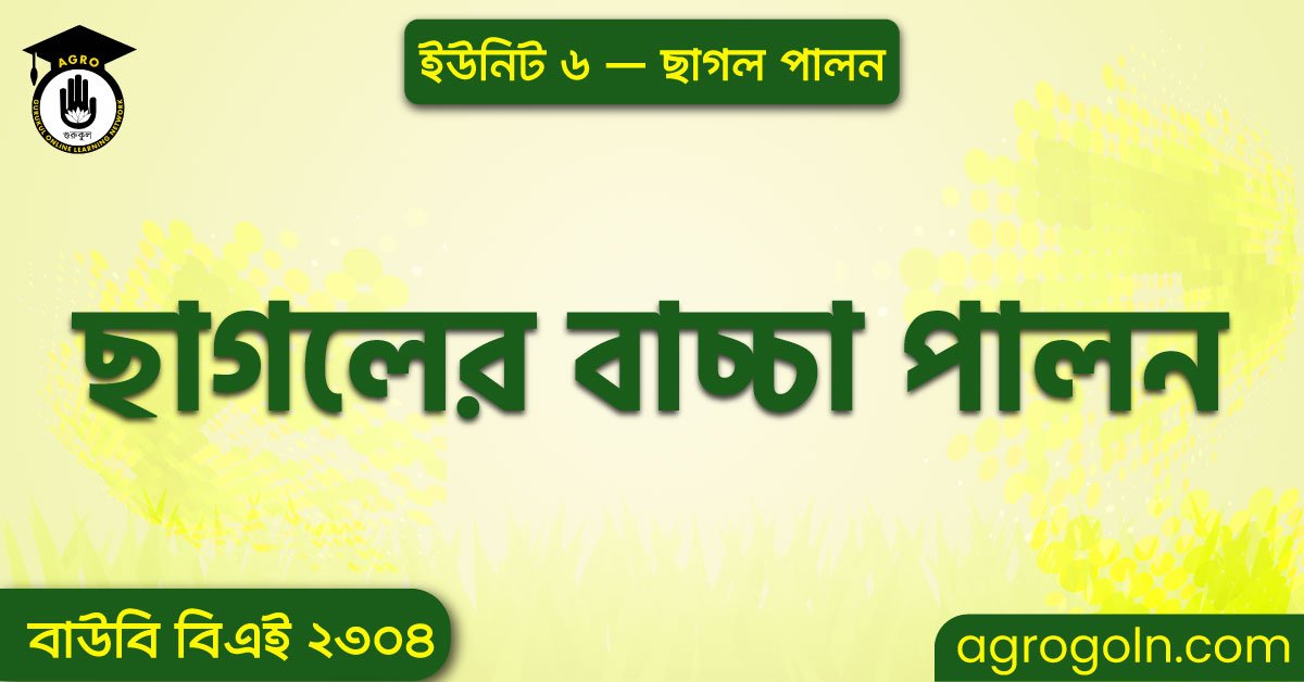 ছাগলের বাচ্চা পালন