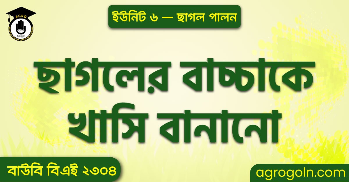 ছাগলের বাচ্চাকে খাসি বানানো