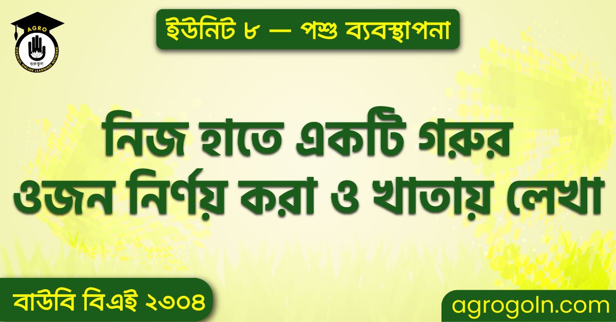 নিজ হাতে একটি গরুর ওজন নির্ণয় করা ও খাতায় লেখা