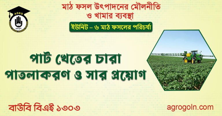 পাট খেতের চারা পাতলাকরণ ও সার প্রয়োগ