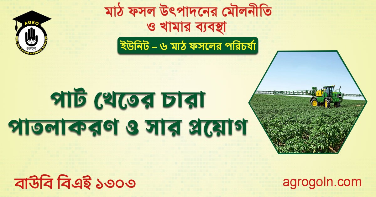পাট খেতের চারা পাতলাকরণ ও সার প্রয়োগ