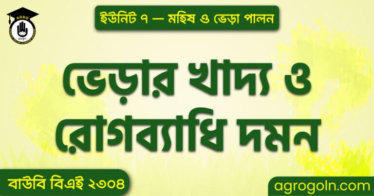 ভেড়ার খাদ্য ও রোগব্যাধি দমন