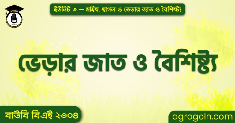 ভেড়ার জাত ও বৈশিষ্ট্য