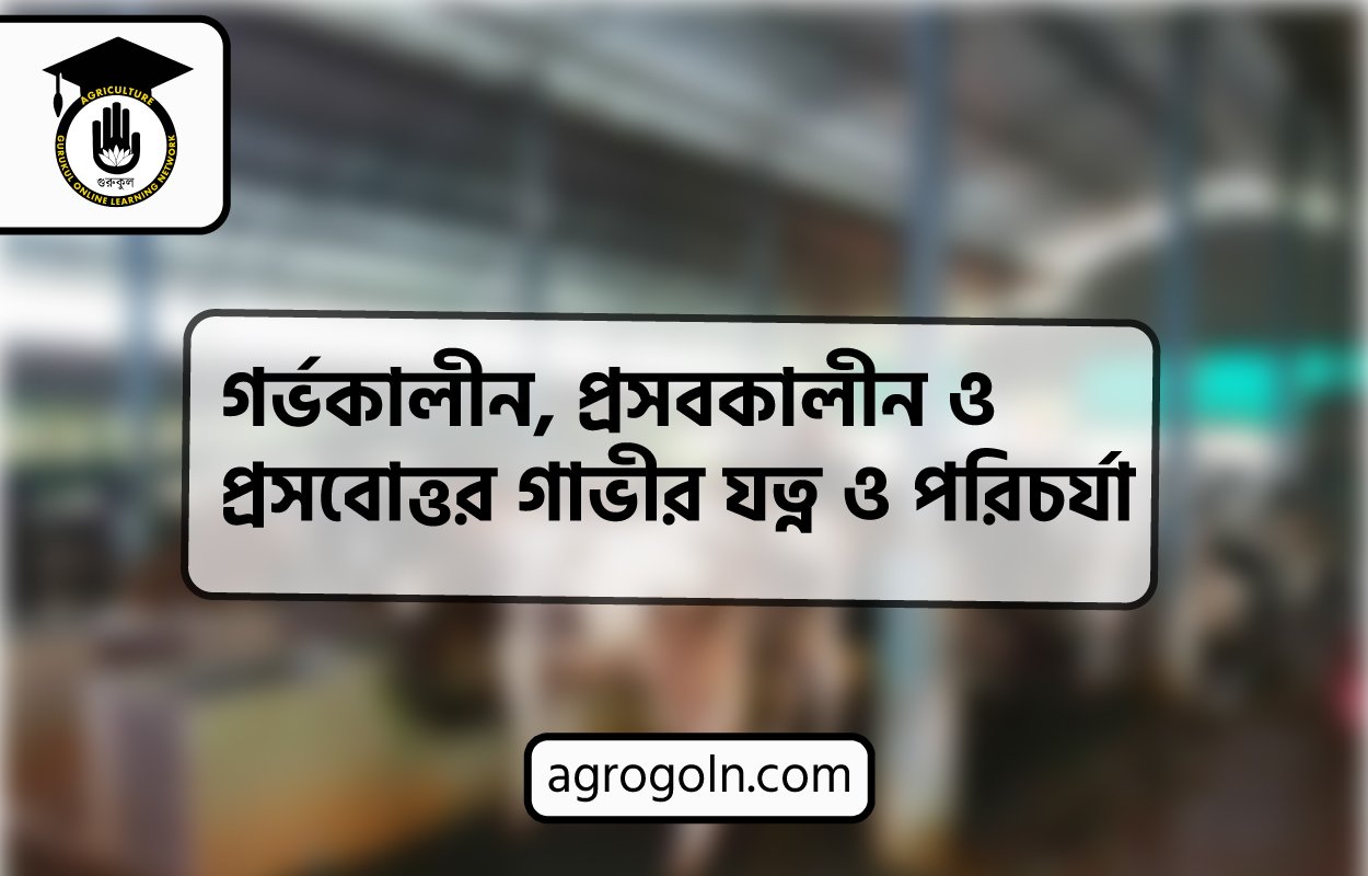 গর্ভকালীন, প্রসবকালীন ও প্রসবোত্তর গাভীর যত্ন ও পরিচর্যা