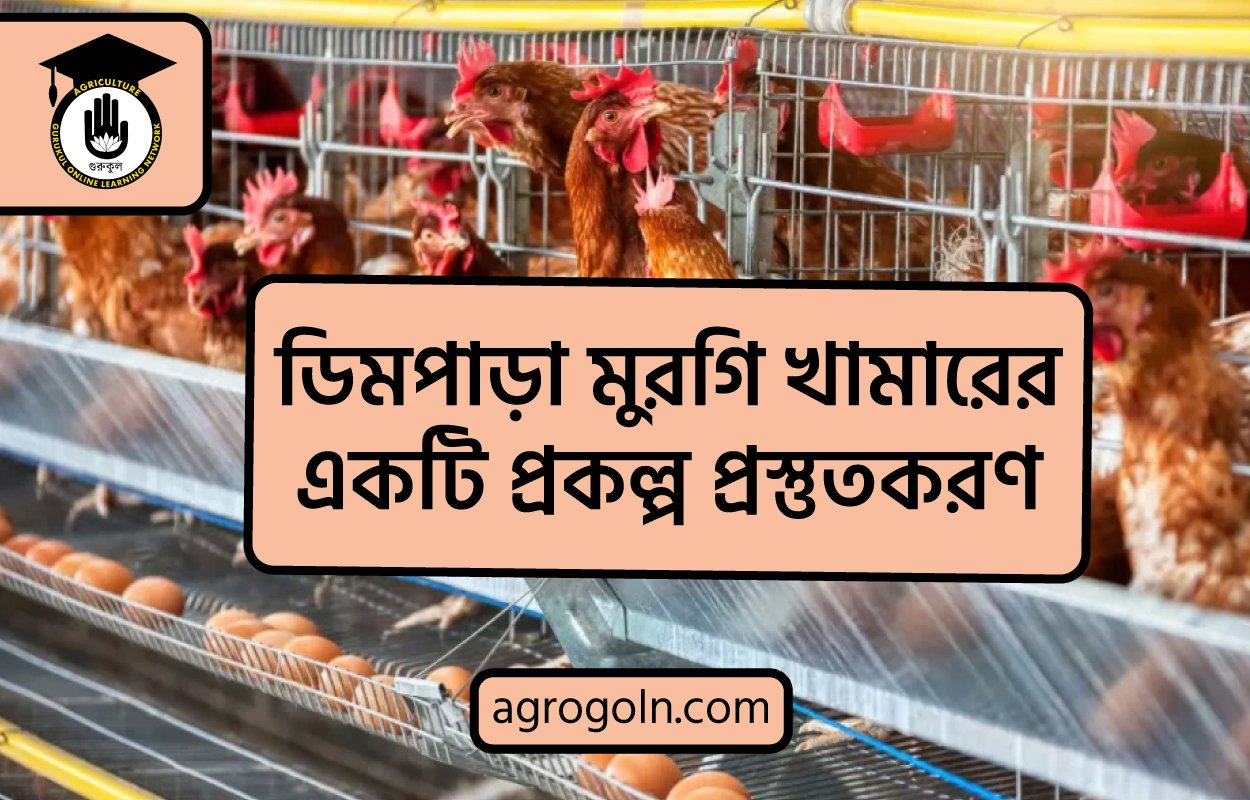 ডিমপাড়া মুরগি খামারের একটি প্রকল্প প্রস্তুতকরণ