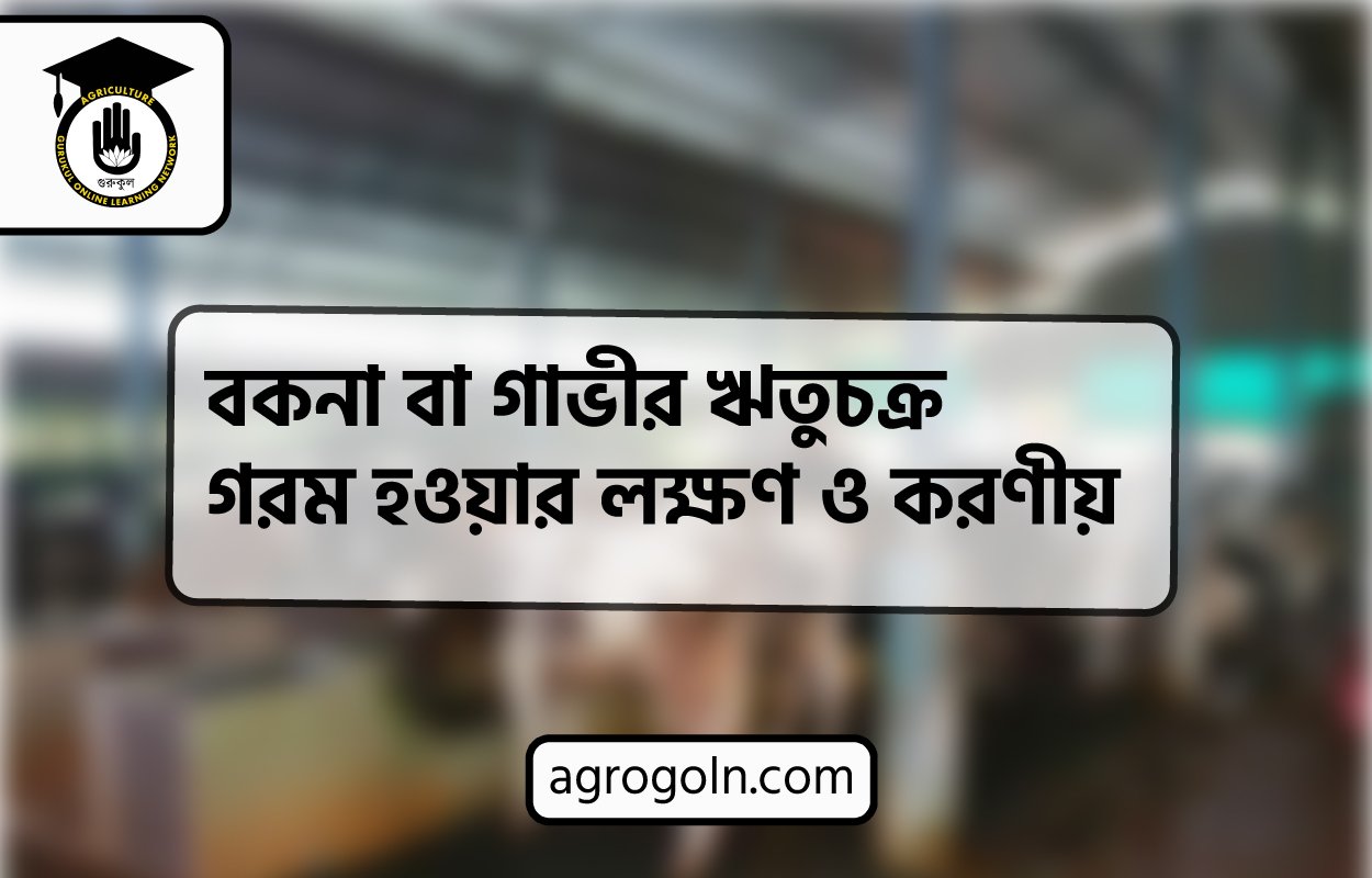 বকনা বা গাভীর ঋতুচক্র, গরম হওয়ার লক্ষণ ও করণীয়