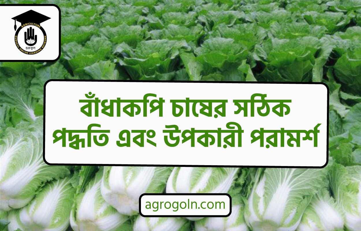 বাঁধাকপি চাষ: সঠিক পদ্ধতি এবং উপকারী পরামর্শ