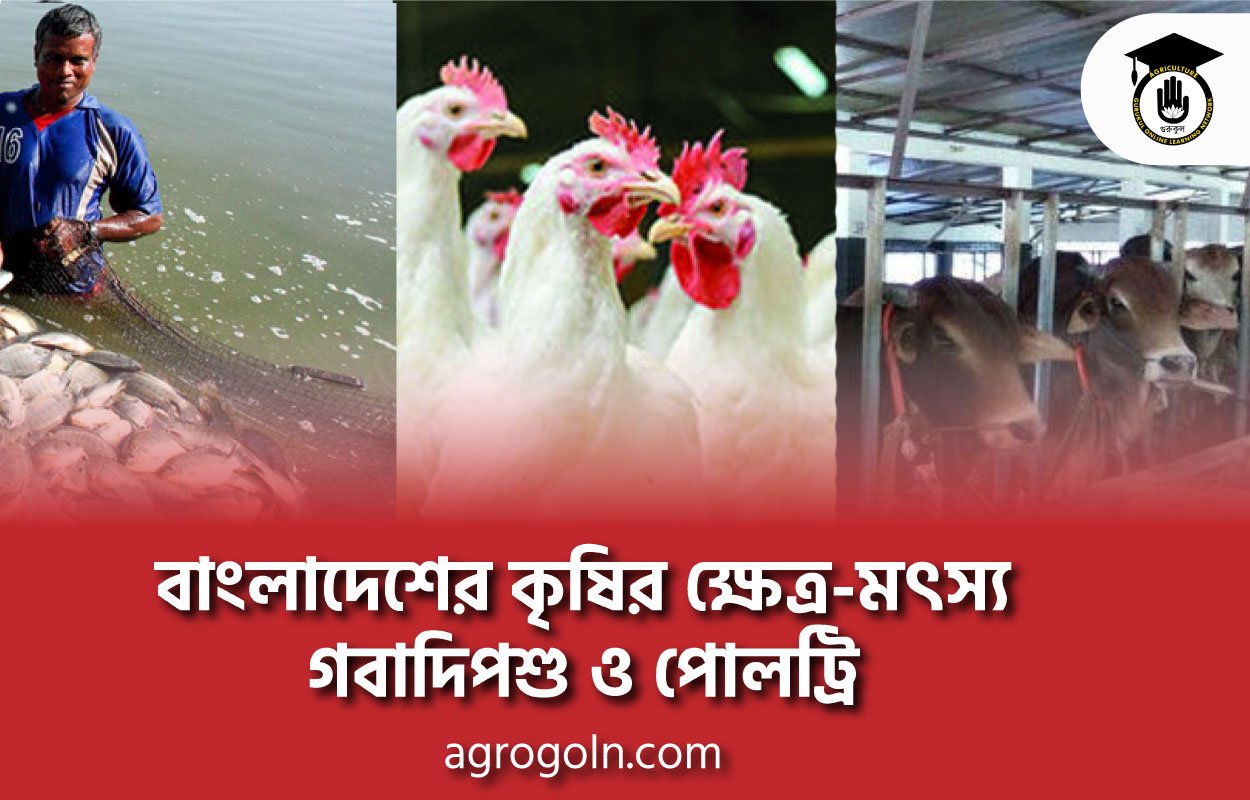বাংলাদেশের কৃষির ক্ষেত্র-মৎস্য, গবাদিপশু ও পোলট্রি