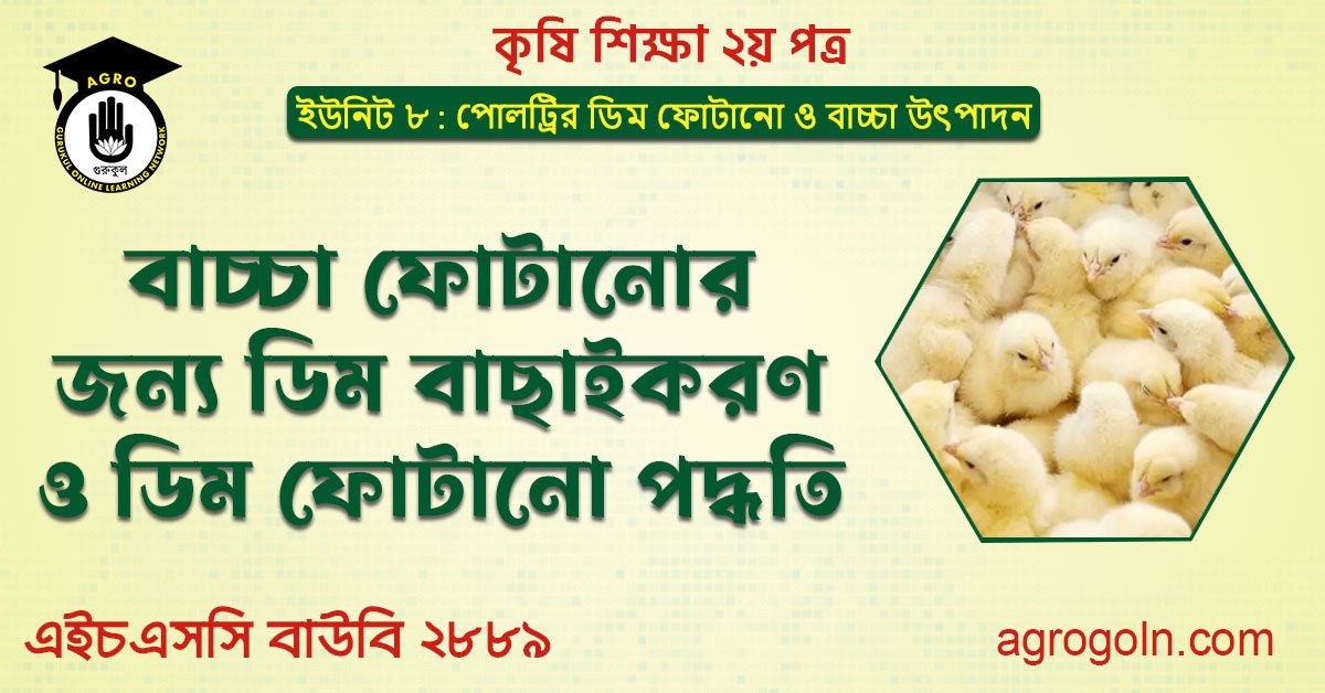 বাচ্চা ফোটানোর জন্য ডিম বাছাইকরণ ও ডিম ফোটানো পদ্ধতি