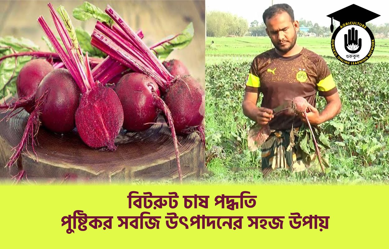 বিটরুট চাষ পদ্ধতি: পুষ্টিকর সবজি উৎপাদনের সহজ উপায়