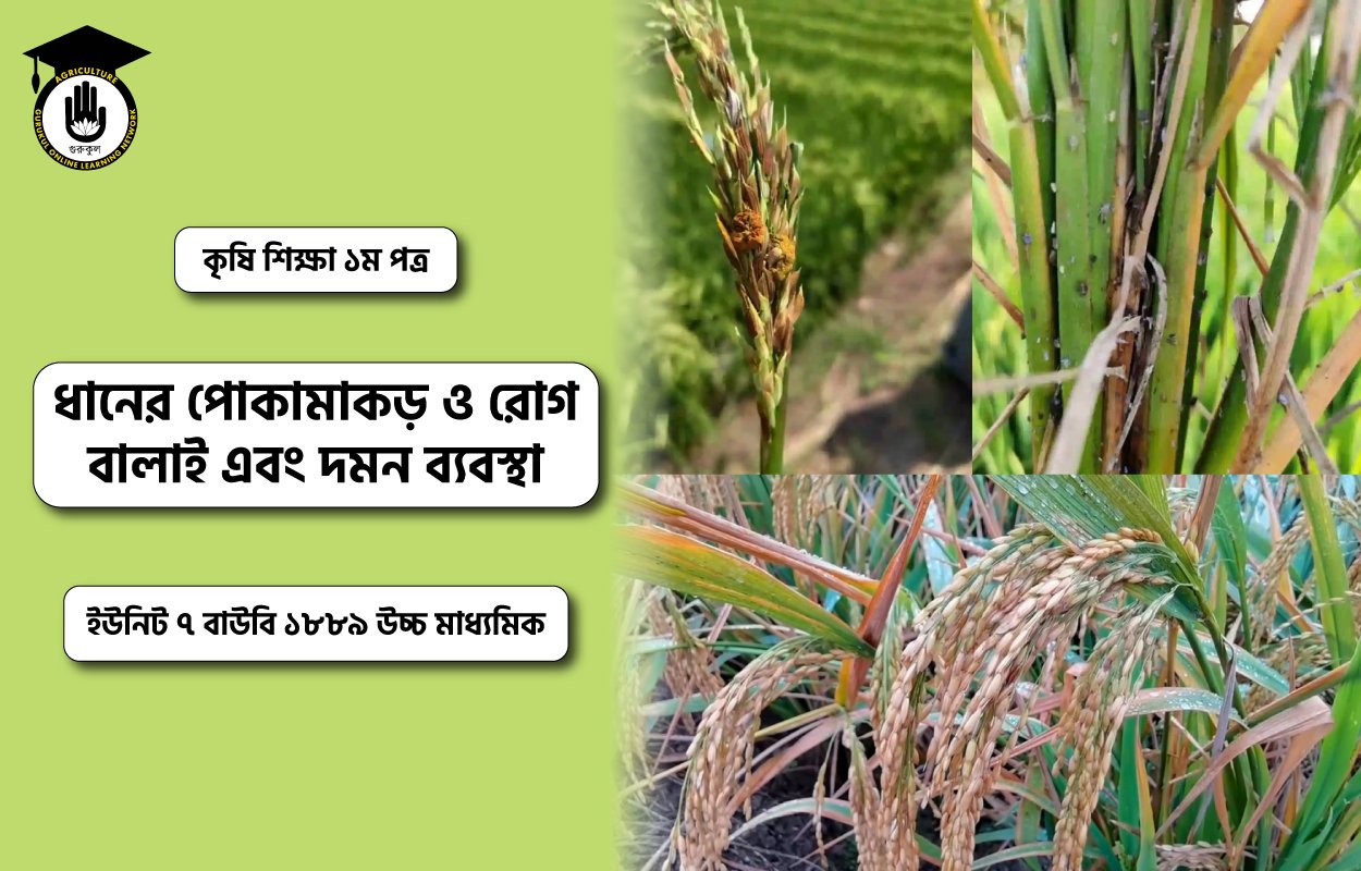 ধানের পোকামাকড় ও রোগ বালাই এবং দমন ব্যবস্থা