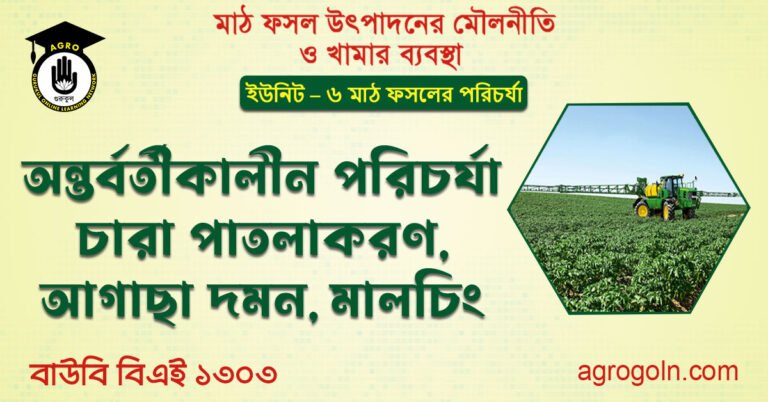 অন্তর্বর্তীকালীন পরিচর্যা চারা পাতলাকরণ, আগাছা দমন, মালচিং