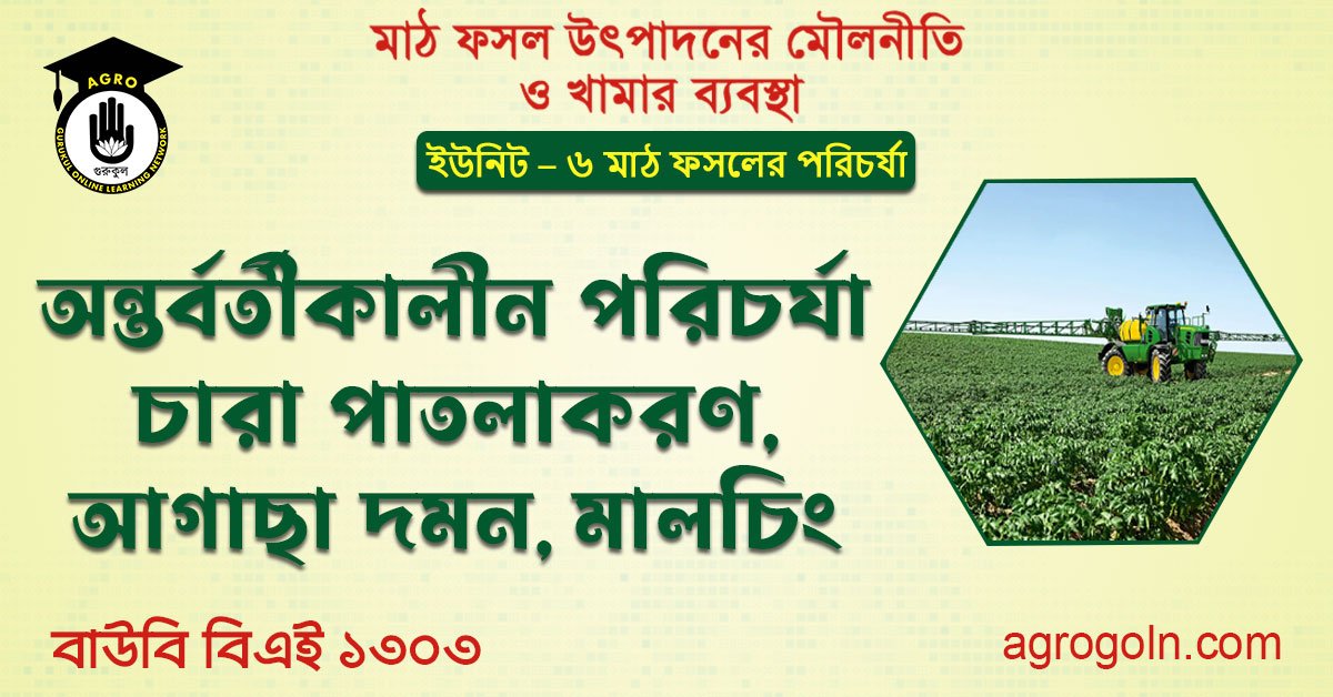 অন্তর্বর্তীকালীন পরিচর্যা চারা পাতলাকরণ, আগাছা দমন, মালচিং