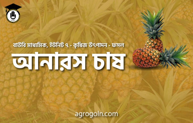 আনারস-চাষ