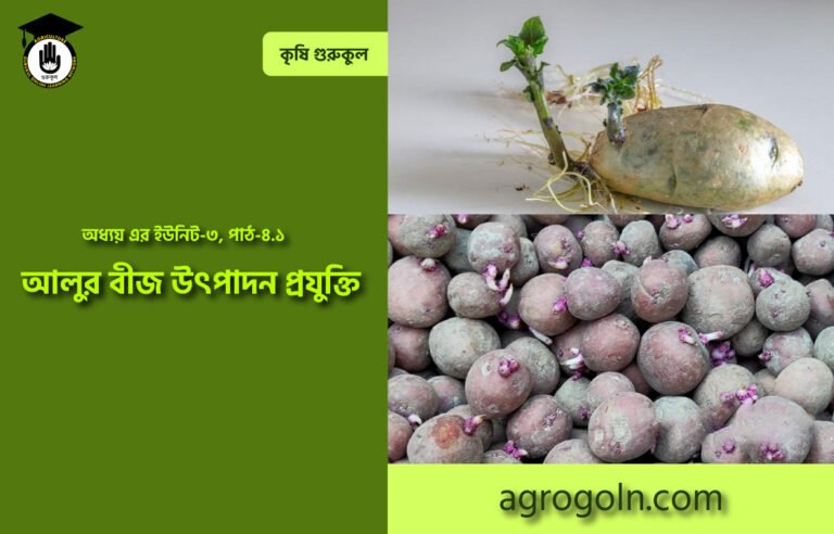 আলুর বীজ উৎপাদন প্রযুক্তি