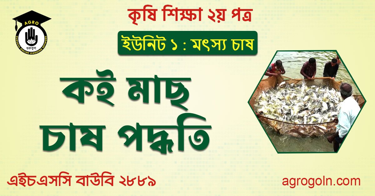 কই মাছ চাষ পদ্ধতি