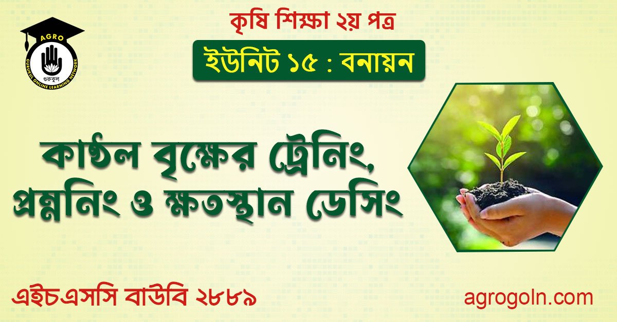 কাষ্ঠল বৃক্ষের ট্রেনিং, প্রম্ননিং ও ক্ষতস্থান ডেসিং
