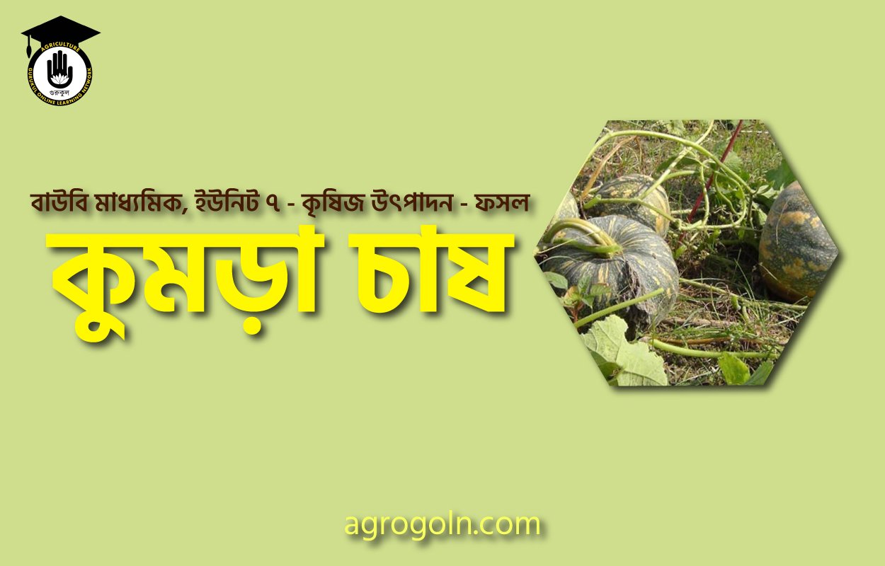 কুমড়া চাষ
