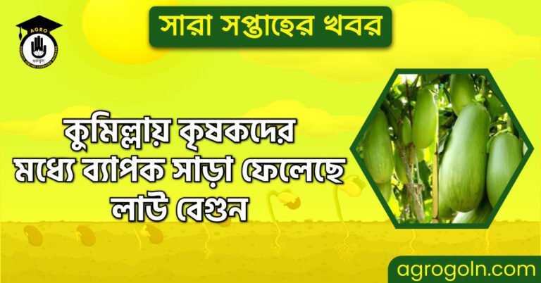 কুমিল্লায় কৃষকদের মধ্যে ব্যাপক সাড়া ফেলেছে লাউ বেগুন