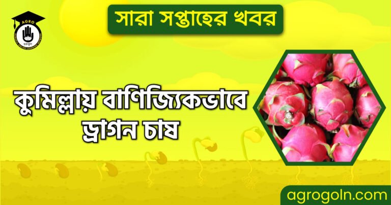 কুমিল্লায় বাণিজ্যিকভাবে ড্রাগন চাষ