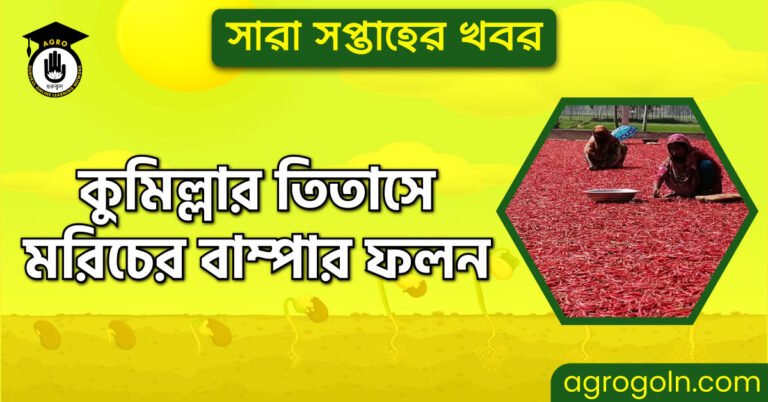 কুমিল্লার তিতাসে মরিচের বাম্পার ফলন