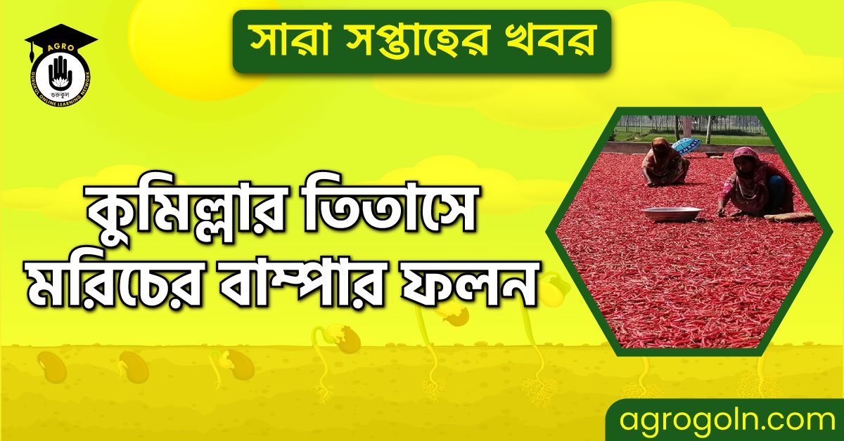 কুমিল্লার তিতাসে মরিচের বাম্পার ফলন