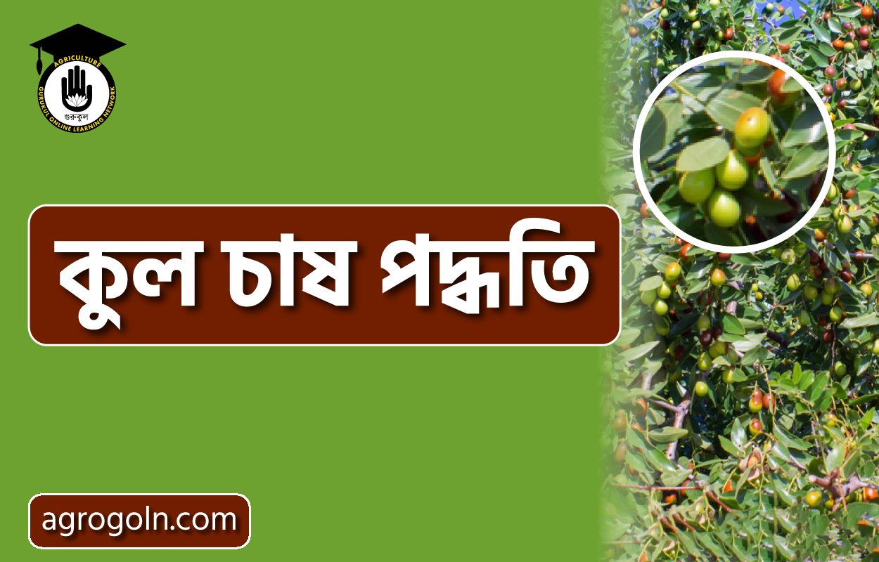কুল চাষ পদ্ধতি