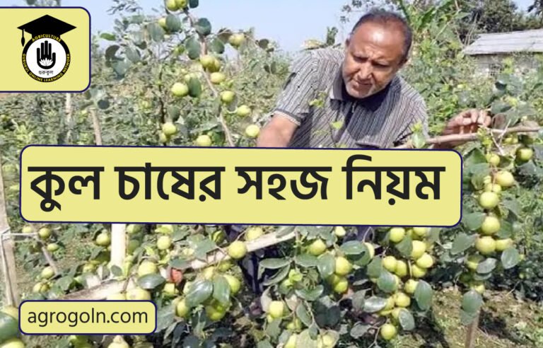 কুল চাষের সহজ নিয়ম
