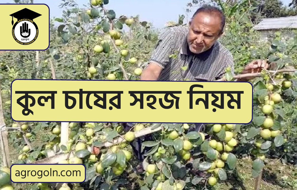 কুল চাষের সহজ নিয়ম