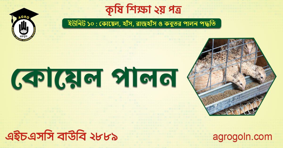 কোয়েল পালন