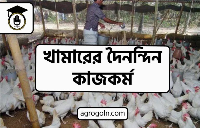খামারের দৈনন্দিন কাজকর্ম